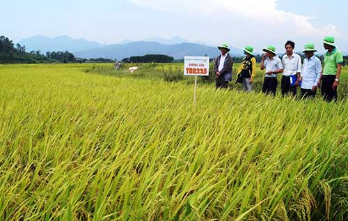 Cơ giới hóa đồng bộ gắn với giống lúa chất lượng cao Đòi hỏi bức thiết từ  thực tế  Viện Khoa học Nông nghiệp Việt Nam