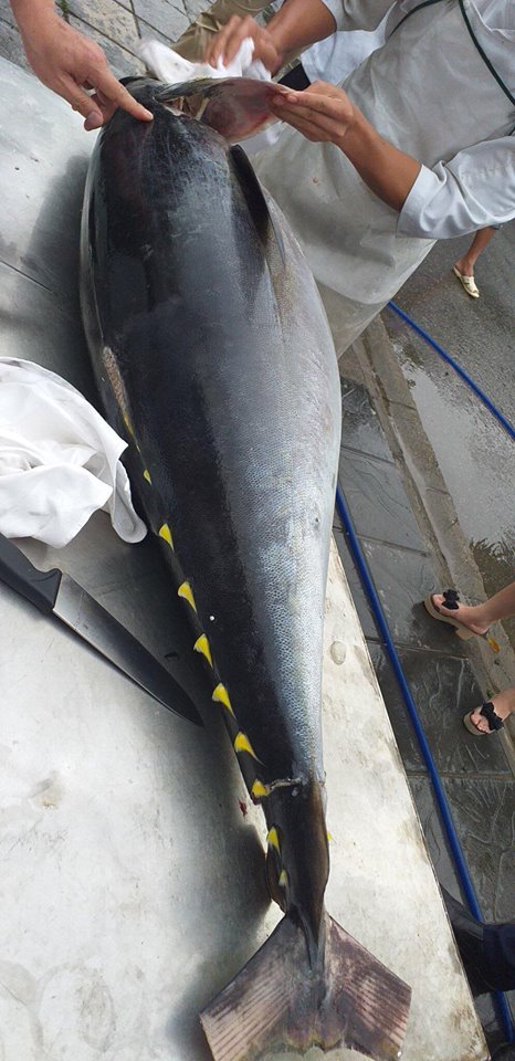 Thủy hải sản  Hình ảnh các loại cá ngừ  tuna  Facebook