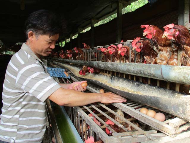 Làm giàu ở nông thôn Thu tiền tỷ nhờ nuôi gà siêu trứng VietGAP  Dân Việt