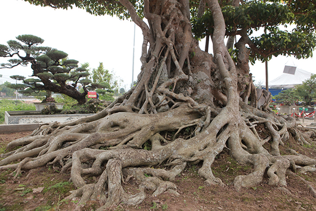 sanh “long chua” dat ngang 20 lo dat, chu nhan van khong ban hinh anh 5