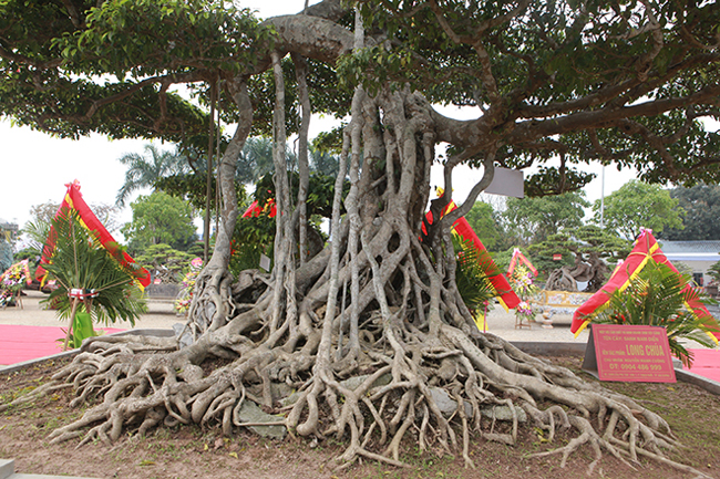 sanh “long chua” dat ngang 20 lo dat, chu nhan van khong ban hinh anh 8