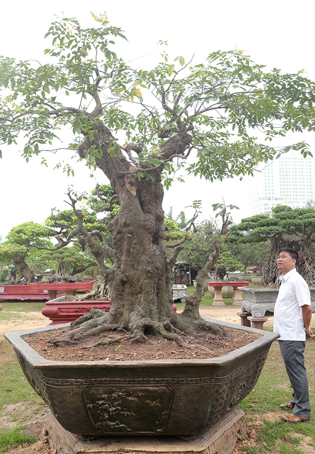 Bộ Sưu Tập Khế Cổ Độc Nhất Vô Nhị Ở Việt Nam Của Đại Gia Phú Thọ