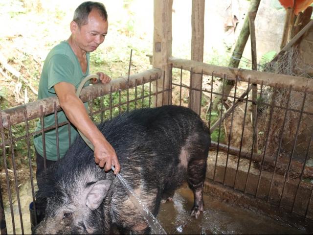 'Quái vật' lợn rừng 200kg, da dày cộp, móng khủng, nanh cong vút