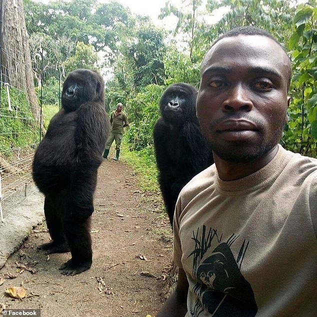 Không chỉ con người mới có thói quen selfie, các khỉ đột cũng rất hiếu kỳ với chiếc camera. Hãy cùng xem những tấm ảnh selfie đầy ngộ nghĩnh của chúng nào.