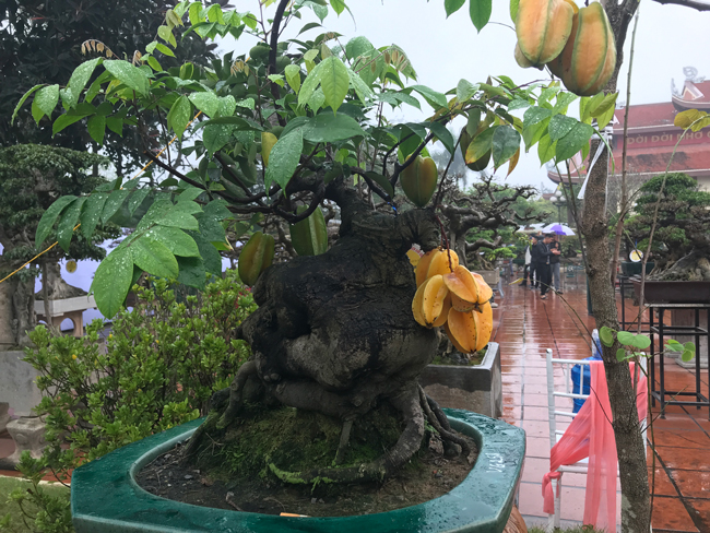 tra hang tram trieu dong de mua cay khe be teo, chu nhan van quyet tu choi hinh anh 1