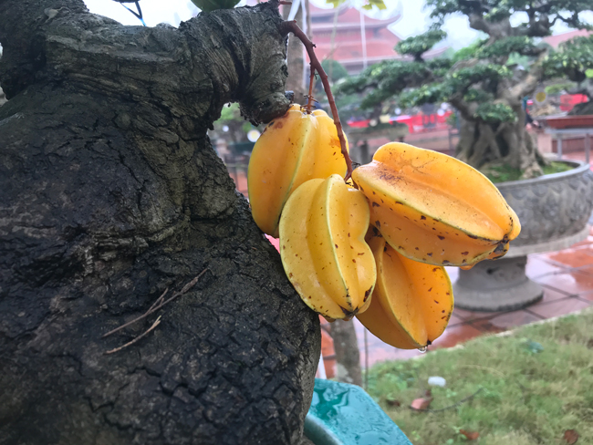 tra hang tram trieu dong de mua cay khe be teo, chu nhan van quyet tu choi hinh anh 4