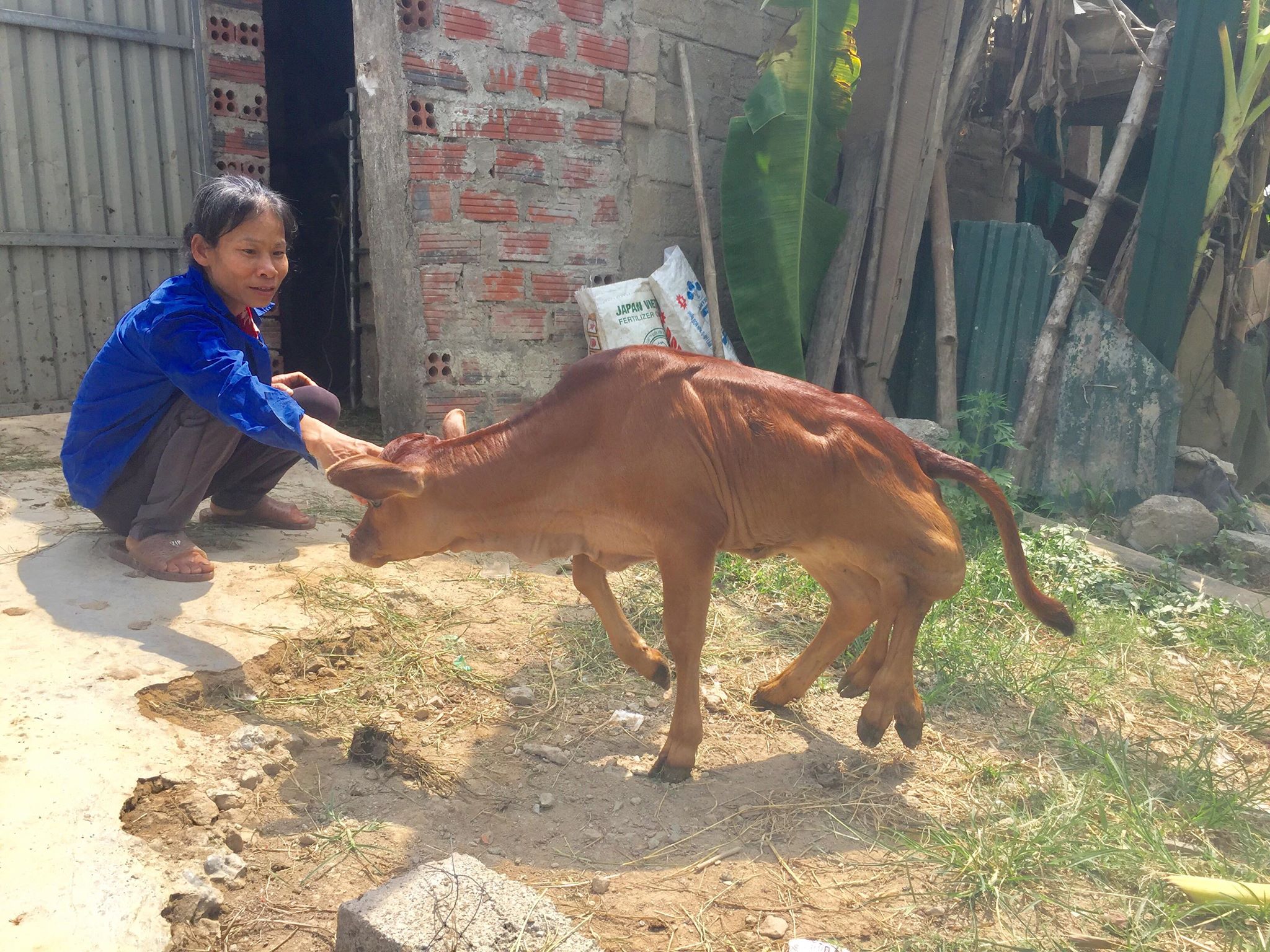 Chuyện lạ con bê có 6 chân ở Hà Tĩnh