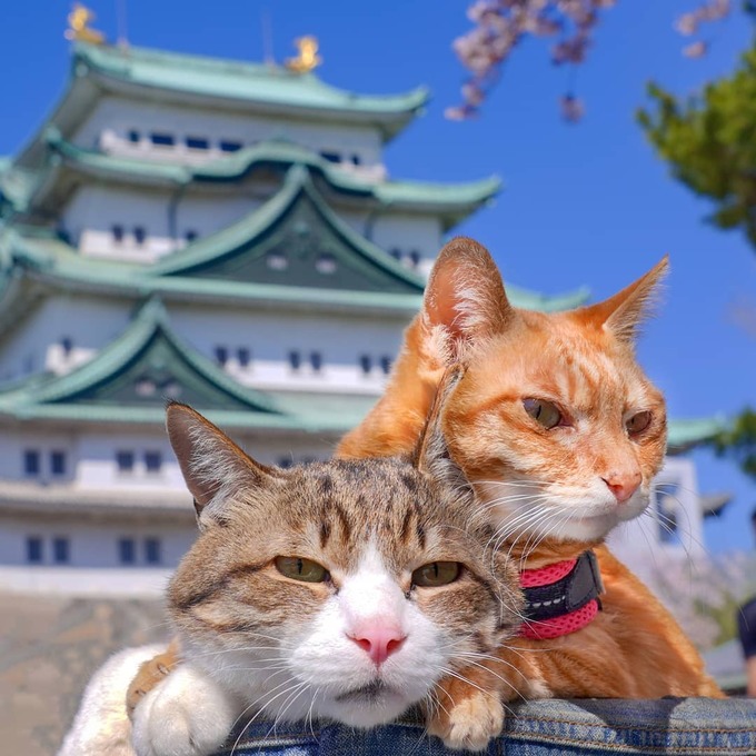 Những đôi mèo Nhật đáng yêu này chắc chắn sẽ khiến bạn trở nên vui vẻ và thoải mái. Hãy cùng xem bức ảnh của hai chú mèo này và tìm hiểu về cuộc sống của chúng nha!