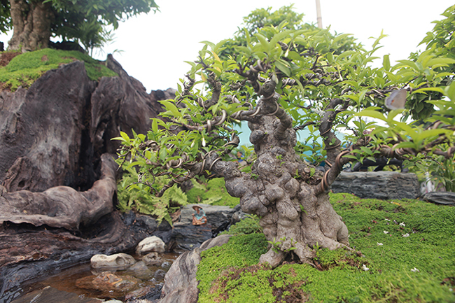 cho mai chieu thuy no hoa trang tinh tren khuc go den si, chu nhan ra gia tien ty hinh anh 10