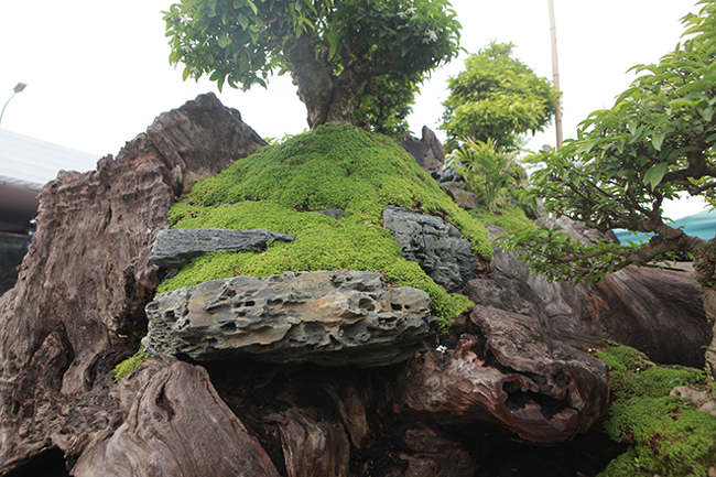 cho mai chieu thuy no hoa trang tinh tren khuc go den si, chu nhan ra gia tien ty hinh anh 12