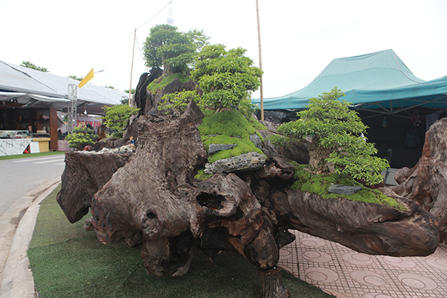 cho mai chieu thuy no hoa trang tinh tren khuc go den si, chu nhan ra gia tien ty hinh anh 3