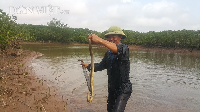 Săn "thủy quái" dài ngoẵng đầy răng nhọn, kiếm nửa triệu/ngày