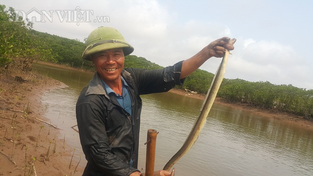 Săn "thủy quái" dài ngoẵng đầy răng nhọn, kiếm nửa triệu/ngày