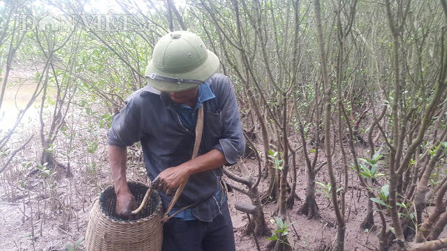 Săn "thủy quái" dài ngoẵng đầy răng nhọn, kiếm nửa triệu/ngày