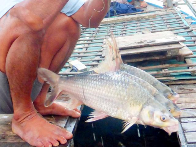 Cả đêm bì bõm bắt cá kêu cóc cóc ở sông Hậu, bán 130-200 ngàn/ký