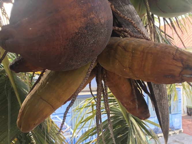 Dừa sáp khác với dừa thường ở chỗ nào  Đại Lý Mua Bán Dừa Sáp Cầu Kè Trà  Vinh