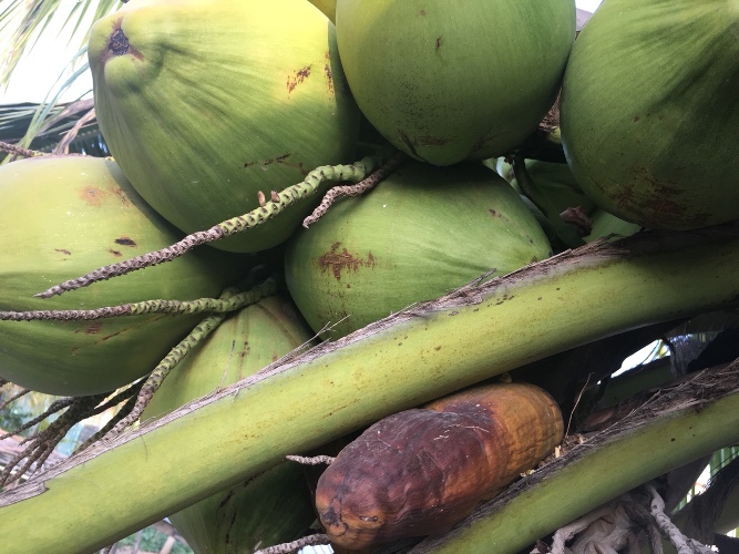 Trái Dừa Xanh Cô Lập Trên Nền Trắng Hình ảnh Sẵn có  Tải xuống Hình ảnh  Ngay bây giờ  Dừa  Trái cây nhiệt đới Xanh lá cây Nền trắng  iStock