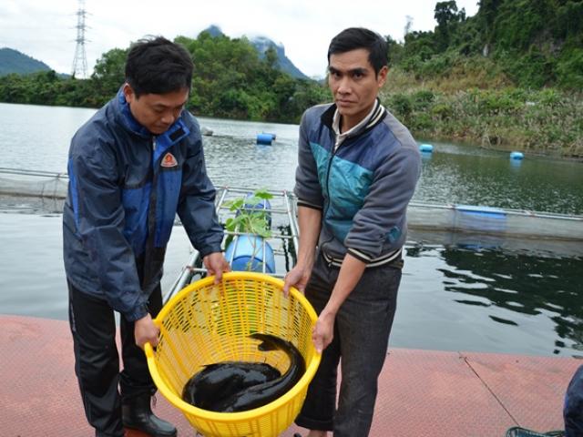 Lưng đèo Ái Au nuôi &quot;ngũ quý hà thủy&quot;, tắm nước suối, có tiền tỷ