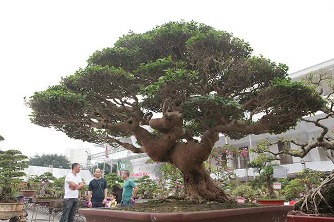 tuyet pham cay canh cu dung vao la toa huong, gia ban toi 2 ty dong hinh anh 2