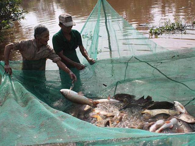 Kiên Giang: Cá đồng cạn kiệt, U Minh Thượng nuôi cá ngoại lai