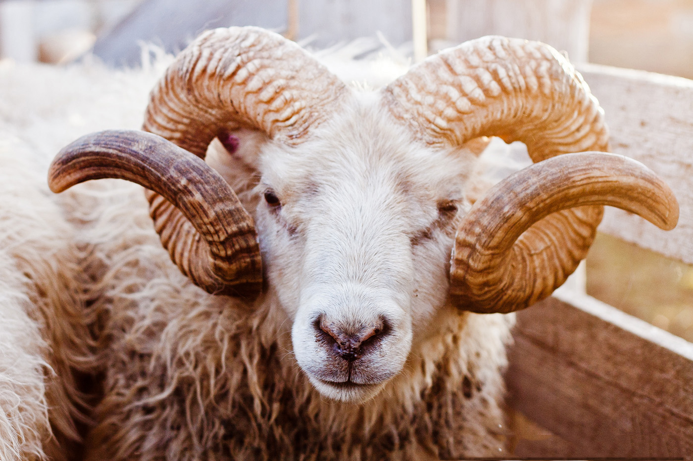 Pháp: 15 con cừu được nhận vào lớp học chung với người