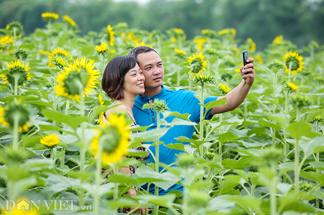 anh: dong hoa huong duong tuyet dep o ngoai thanh ha noi hinh anh 12