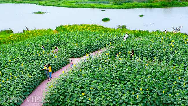 anh: dong hoa huong duong tuyet dep o ngoai thanh ha noi hinh anh 3