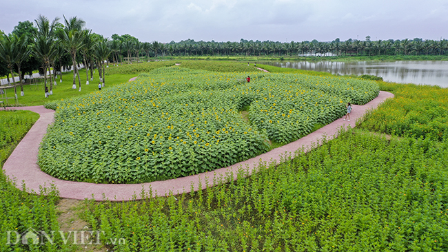 anh: dong hoa huong duong tuyet dep o ngoai thanh ha noi hinh anh 6