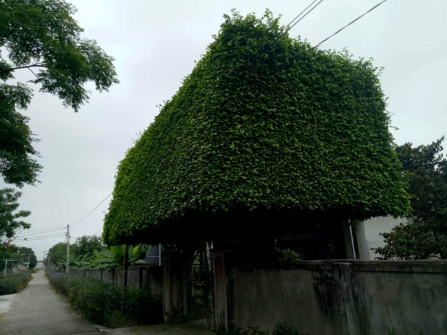 nguoi dan ong nghe an bien 2 cay duoi bo di thanh 