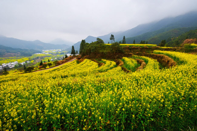 Phong cảnh Trung Quốc: Những cảnh quan Trung Quốc đầy huyền bí và đẹp như tranh vẽ, đưa bạn đến với sự tận hưởng những ngọn núi cao vút, những khu vườn cổ kính và đầy màu sắc. Hãy để mắt và tâm hồn được trọn vẹn hơn bằng cách xem ảnh phong cảnh Trung Quốc.