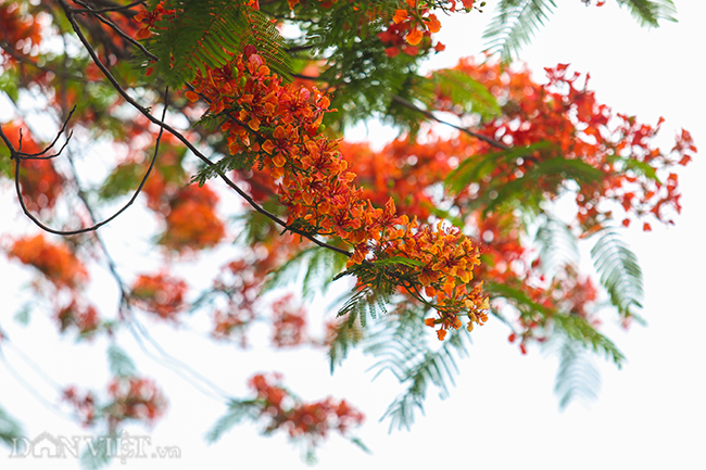 Hãy nhìn loài hoa phượng vô cùng tuyệt đẹp này trong hình ảnh! Sắc đỏ rực rỡ của chúng sẽ làm bạn say mê và nhớ mãi không quên vẻ đẹp tự nhiên của thiên nhiên.