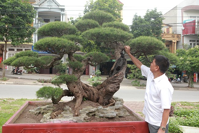 vuon cay nghe thuat di san 300 ty doc nhat vo nhi tai viet nam hinh anh 11