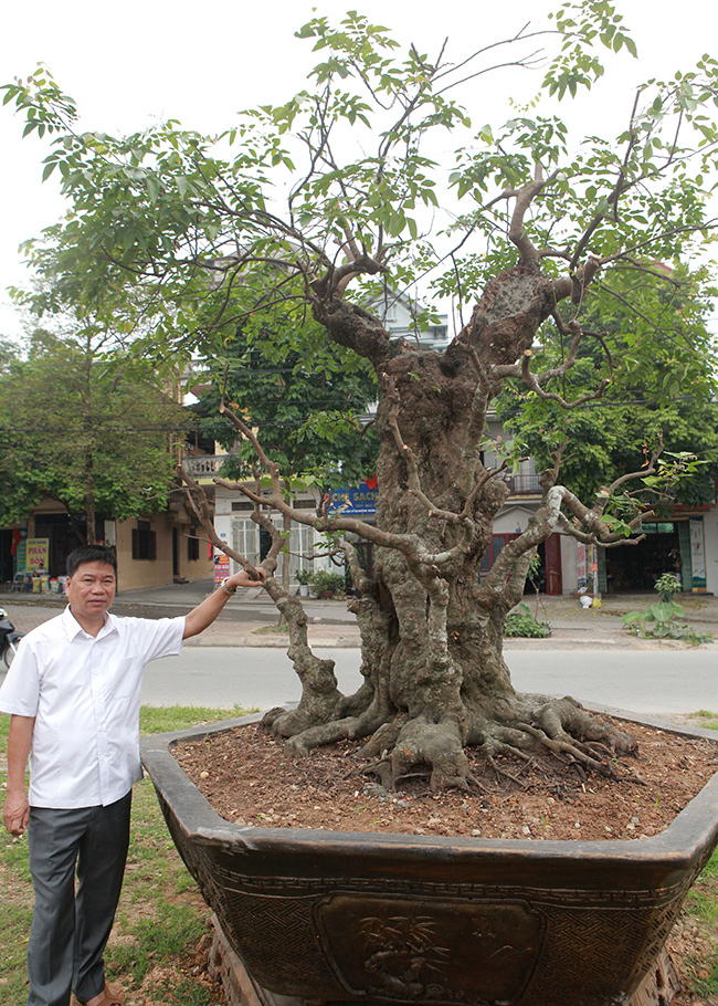 vuon cay nghe thuat di san 300 ty doc nhat vo nhi tai viet nam hinh anh 12