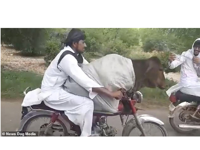 ”Cười ngất” với thanh niên chở bò vi vu ”hóng gió” bằng xe máy