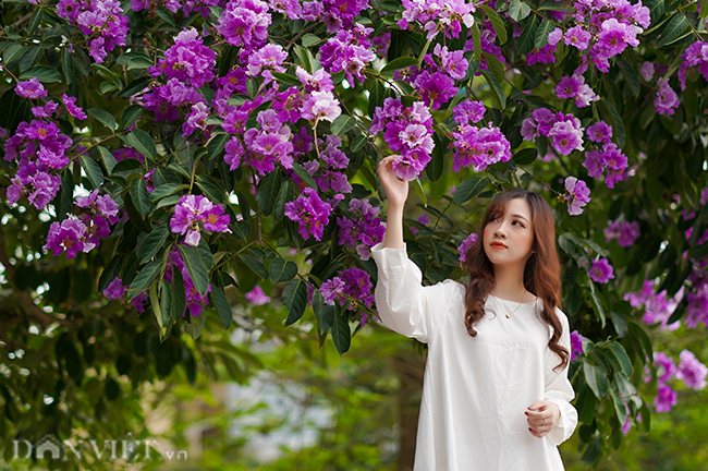 Nao lòng hình ảnh hoa bằng lăng nhuộm tím phố phường Hà Nội