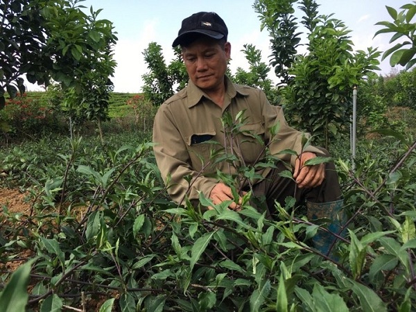 Trồng rau muống Nhật nơi heo hút, hái mớ nào lái khuân đi mớ đó