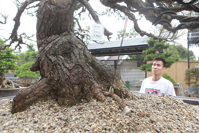 doanh nhan viet chi tien ty mua “vua bonsai” tu nhat ve ngam hinh anh 11