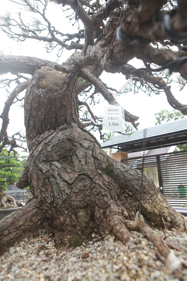 doanh nhan viet chi tien ty mua “vua bonsai” tu nhat ve ngam hinh anh 12