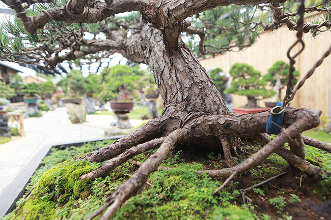 doanh nhan viet chi tien ty mua “vua bonsai” tu nhat ve ngam hinh anh 4