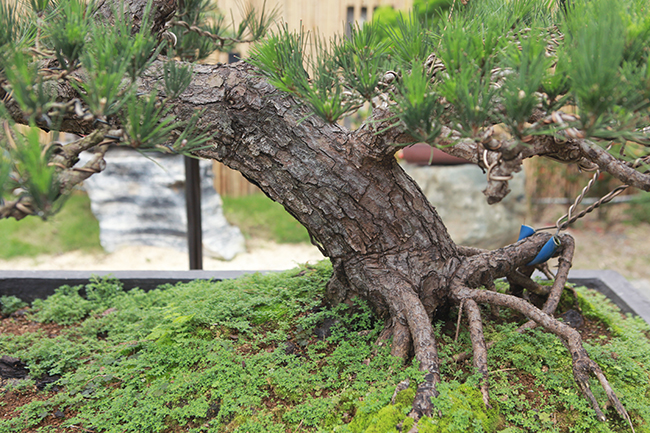 doanh nhan viet chi tien ty mua “vua bonsai” tu nhat ve ngam hinh anh 6