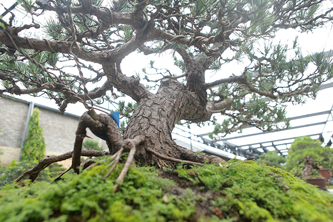 doanh nhan viet chi tien ty mua “vua bonsai” tu nhat ve ngam hinh anh 7