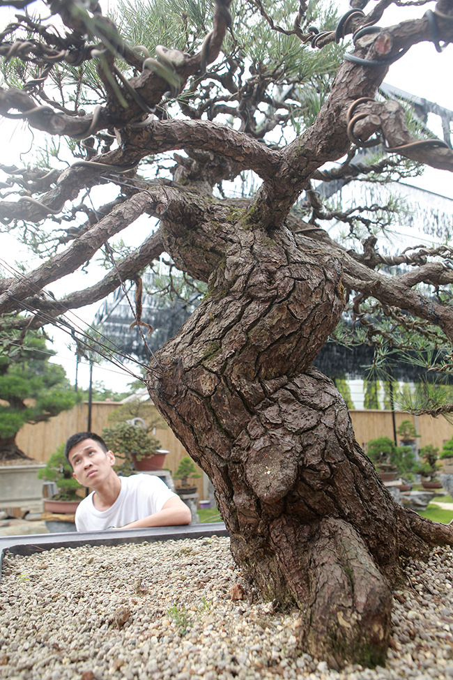 doanh nhan viet chi tien ty mua “vua bonsai” tu nhat ve ngam hinh anh 9