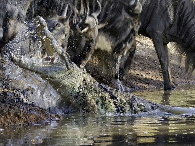 Cá sấu khổng lồ săn linh dương đầu bò trên sông