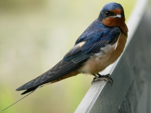 Xem hơn 100 ảnh về hình vẽ chim én mùa xuân - NEC