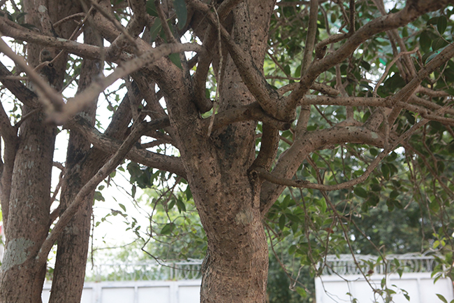 chiem nguong 2 cay moc huong 