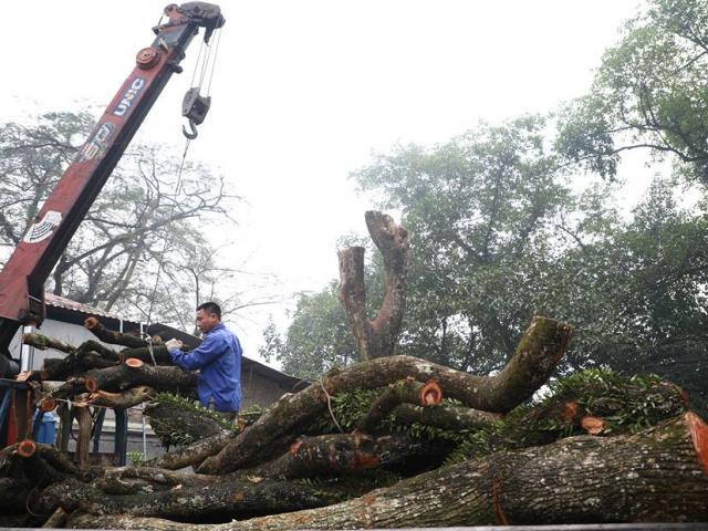 Dự kiến giá sàn thân cây sưa quý từng được trả giá trăm tỷ