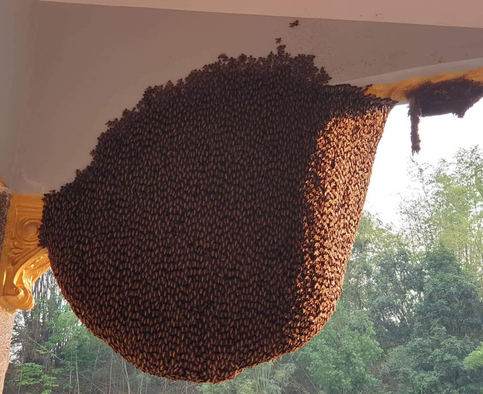 Cách Đuổi Ong Ra Khỏi Nhà An Toàn Và Nhanh Chóng – bTaskee