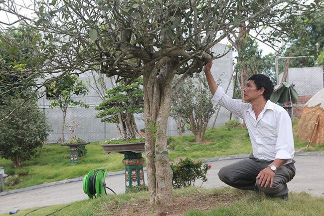 doi moc huong nhin nhu cay dai lai dat khong tuong hinh anh 10