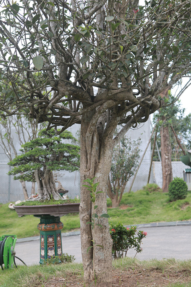 doi moc huong nhin nhu cay dai lai dat khong tuong hinh anh 6