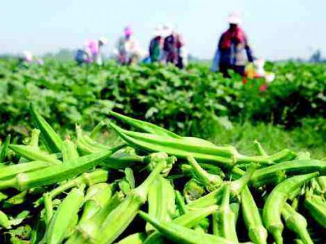 Nông dân trồng ”vua các loài rau”, kiếm trăm triệu mỗi năm